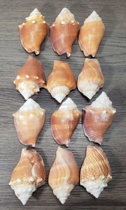 12 - 3" Florida Fighting Conch Shell