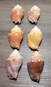 6 - 3" Florida Fighting Conch Shell