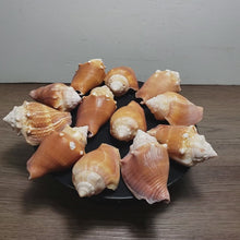 Load and play video in Gallery viewer, 12 - 3&quot; Florida Fighting Conch Shell
